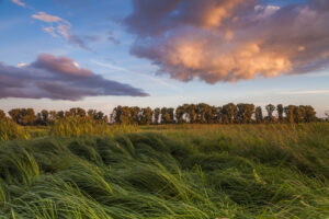 Landscape with marsh overgrown sedge